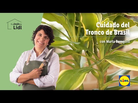 Cuidado del tronco de brasil