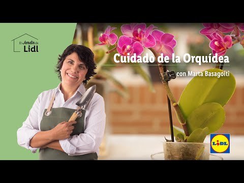 Cuidado de la orquídea