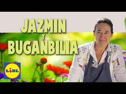 Cuidado del Jazmín y Bugambilia