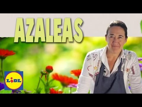 Cuidado de las azaleas