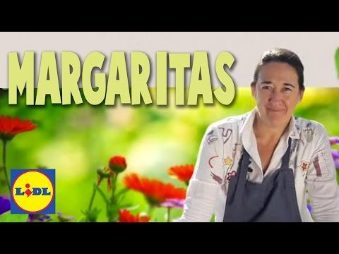 Cuidado y trasplante de margaritas