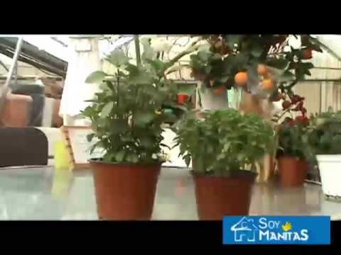 Como cuidar la albahaca