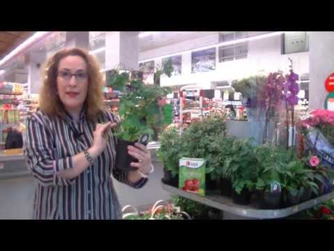 Como plantar y cuidar la planta del tomate