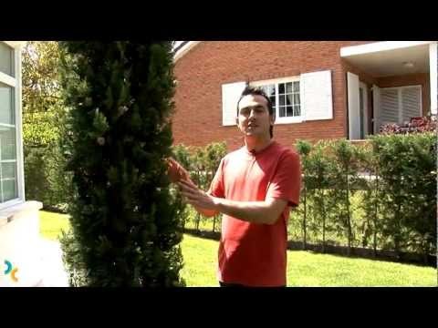 Como cuidar las coníferas