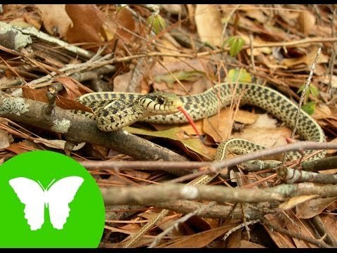 Conocimiento del medio: Las aves y los reptiles