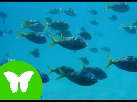 Conocimiento del medio: Los anfibios y los peces