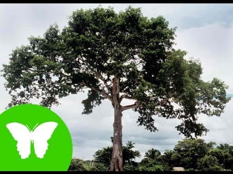 Conocimiento del medio: Las partes de una planta