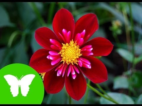 Conocimiento del medio: Tipos de plantas, reproducción y relación.