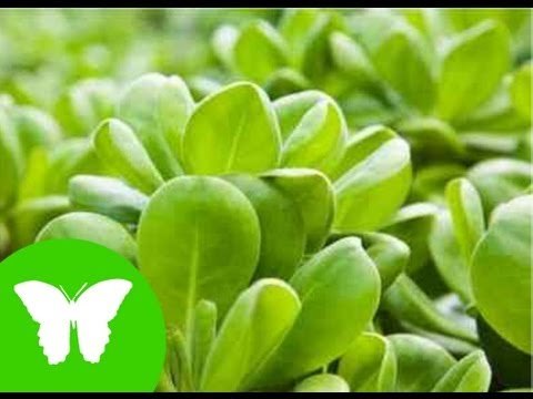 Conocimiento del medio: Las plantas nutrición y fotosíntesis