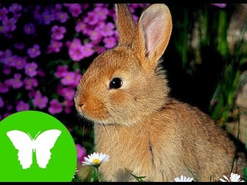 Conocimiento del medio: Los animales