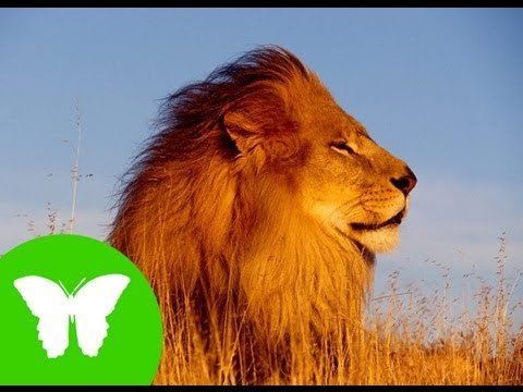 Conocimiento del medio: Los animales vertebrados