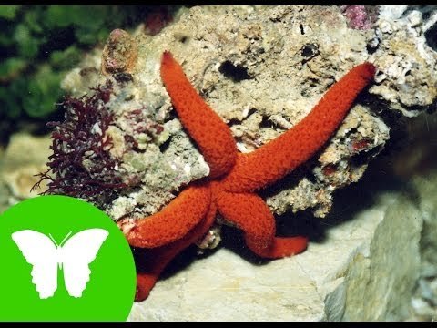 Conocimiento del medio: Estrellas y erizos de mar