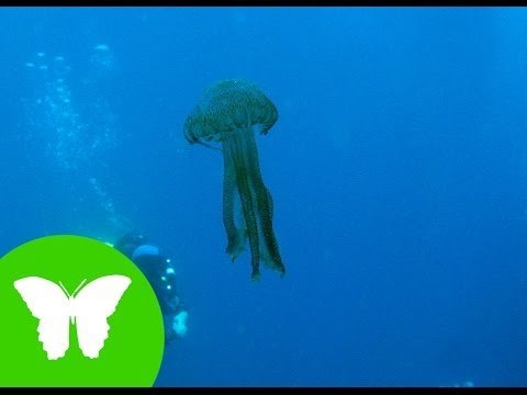 Conocimiento del medio: Esponjas, medusas y gusanos