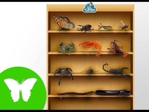 Conocimiento del medio: Los artóprodos