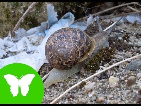 Conocimiento del medio: Los moluscos