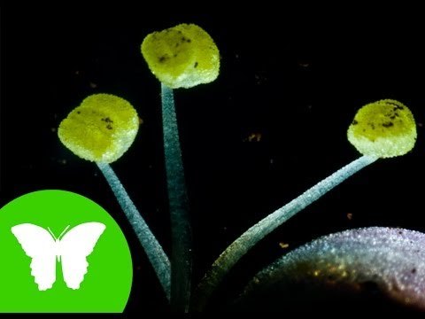 Conocimiento del medio: La reproducción sexual de las plantas