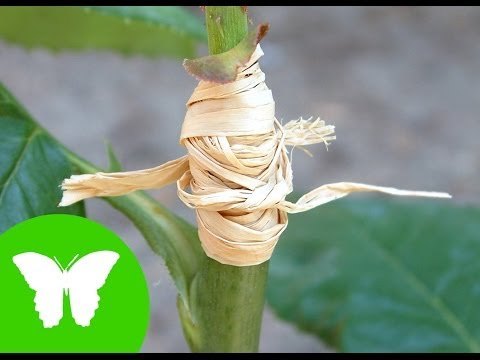 Conocimiento del medio: La reproducción asexual de las plantas