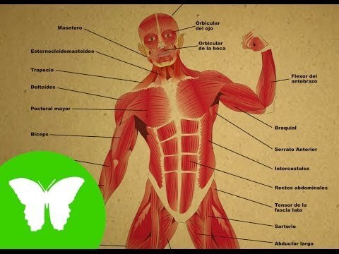 Conocimiento del medio: Los músculos