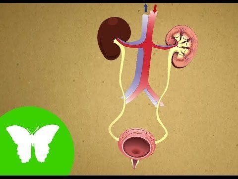 Conocimiento del medio: El aparato excretor