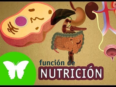 Conocimiento del medio: La función de la nutrición