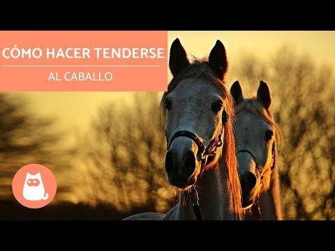 Hípica: Como hacer tenderse al caballo