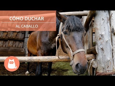 Hípica: Como duchar a un caballo