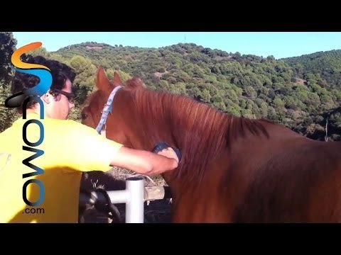 Hípica: Como cepillar a un caballo