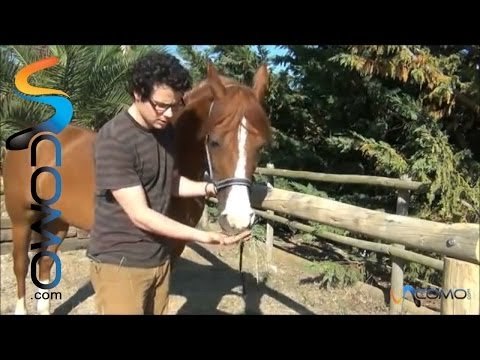 Hípica: Como dar de comer al caballo