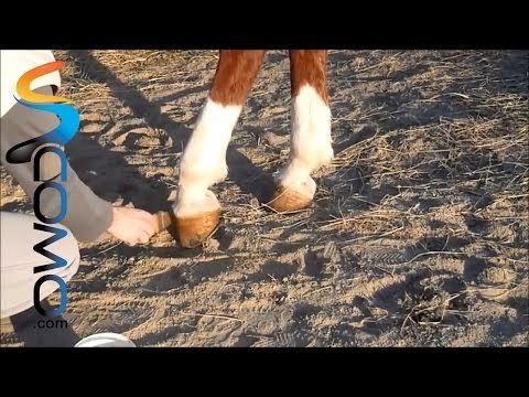 Hípica: Como engrasar los cascos de un caballo