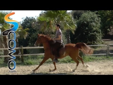 Hípica: Como galopar