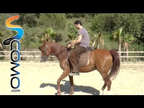 Hipica: Como hacer marcha atrás