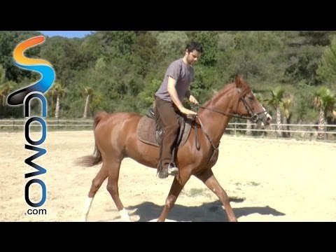 Hípica: Como trotar a caballo