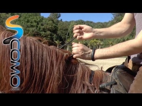 Hípica: Como coger las riendas