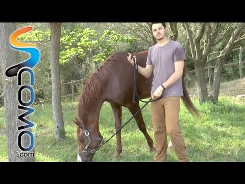Hípica: Como pastar con el caballo