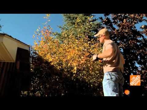 Cómo podar árboles y arbustos