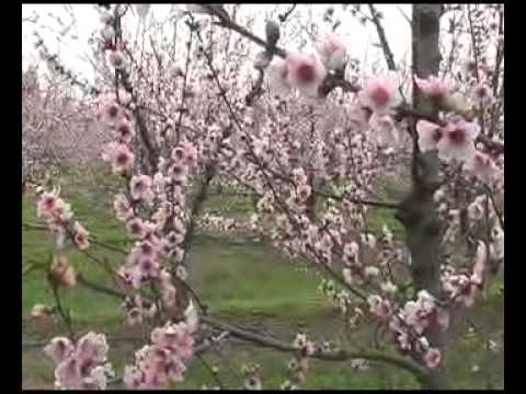 Poda de Árboles Frutales