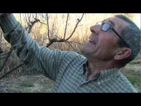 Agricultura- La poda