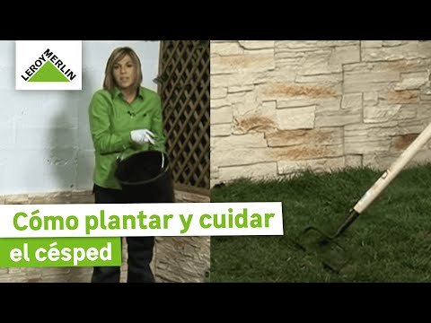 Sembrar y cuidar el césped