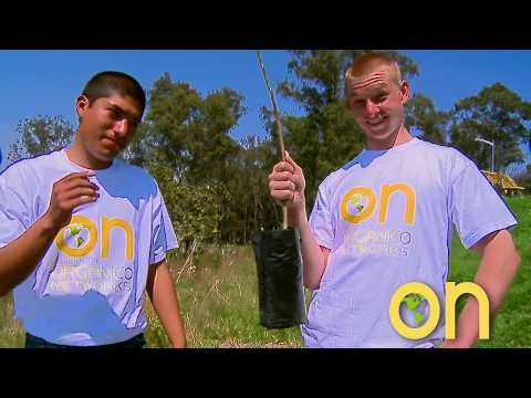 Como plantar un arbol correctamente