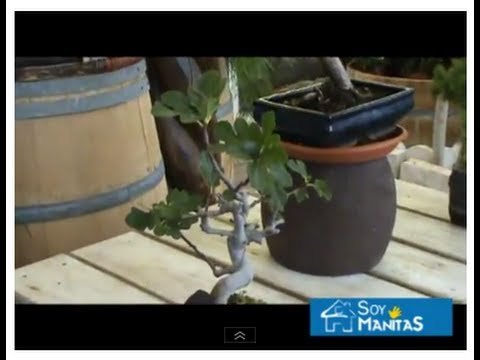 Cómo crear un bonsái