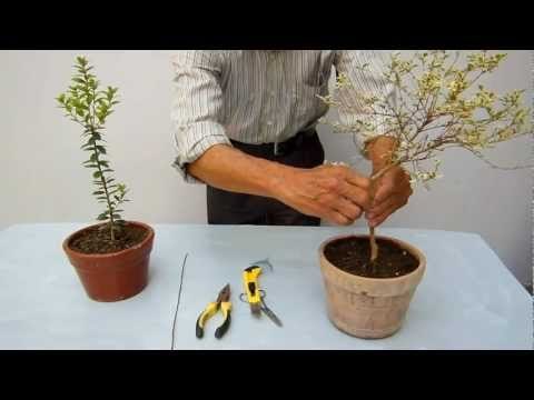 Poda y alambrado de bonsai 