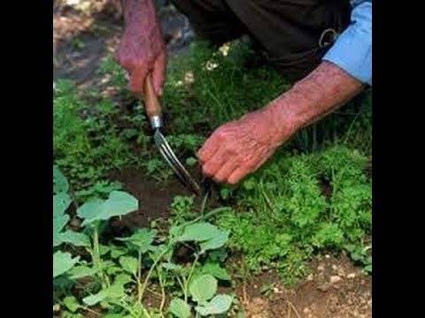 Guía rápida Jardinería  para principiantes