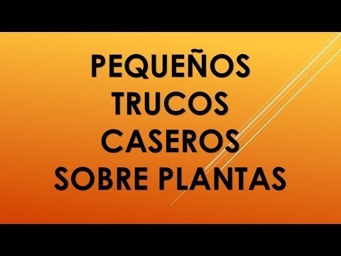 Trucos para cuidar tus plantas