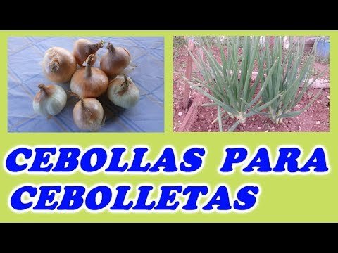 Como sembrar cebollas