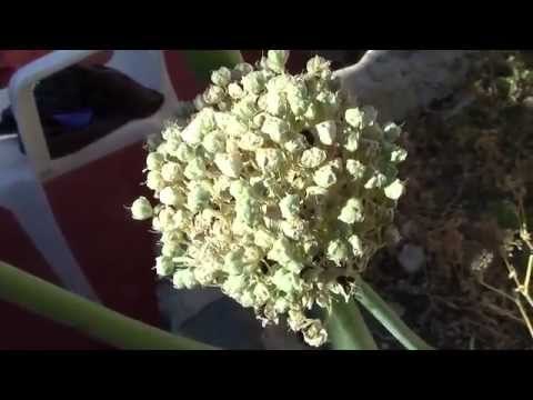 Cómo sacar semilla de cebolla y cuándo sembrarla