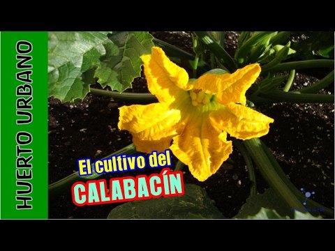 Cultivo del Calabacín y polinización manual