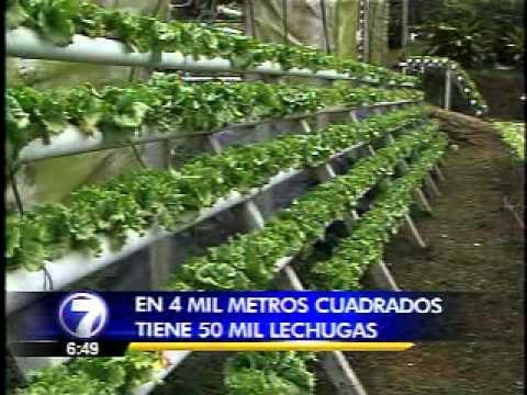 El negocio de los cultivos hidropónicos