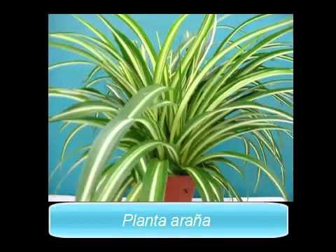 Plantas de interior - Plantas para purificar el aire
