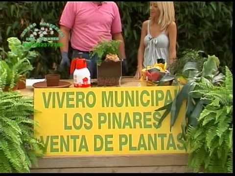 Los Helechos 3ª parte de 3