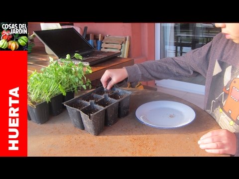 Germinar y plantar Perejil y Cilantro.